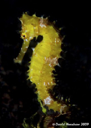 Yellow Thorny Seahorse in Bali, taken with D200 and 105mm... by David Henshaw 